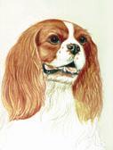 Cavalier King Charles Spaniel